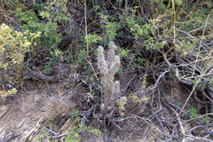 Austrocylindropuntia shaferi