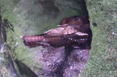 Steatornis caripensis