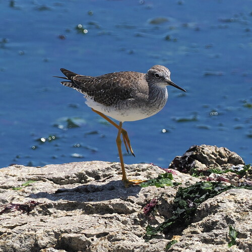Lesser Yellowlegs