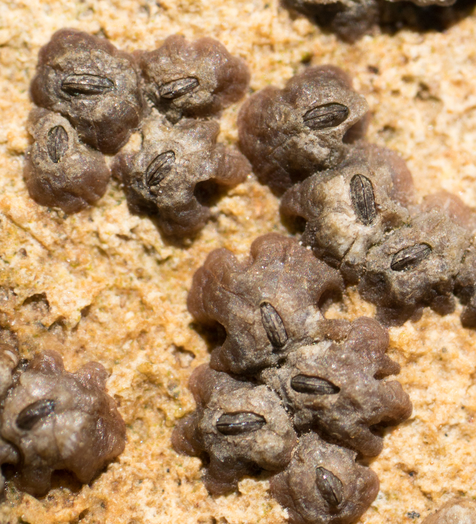 Chthamalus fissus