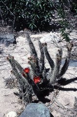 Austrocylindropuntia shaferi
