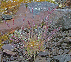Festuca hyperborea