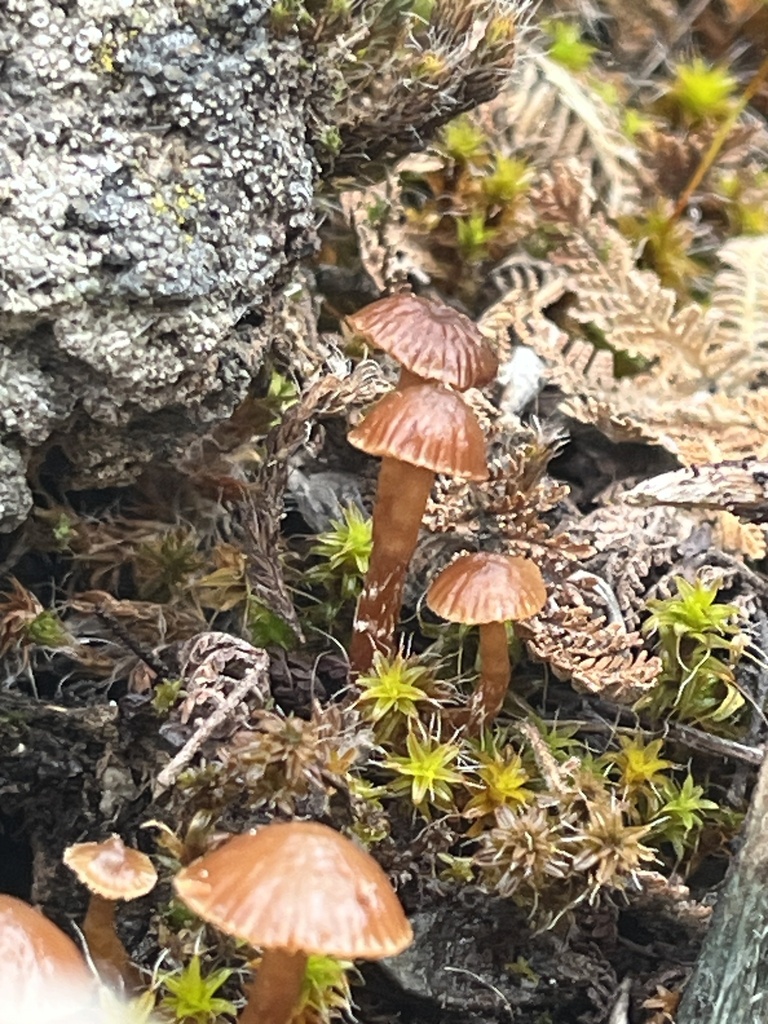 Deconica montana · February 2026 · photo: © pynklynx (iNaturalist, CC)