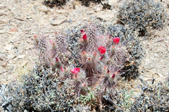 Austrocylindropuntia shaferi