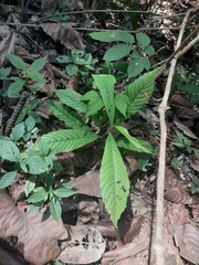 Dilleniaceae