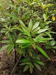 Pelliciera rhizophorae