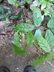 Begoniaceae