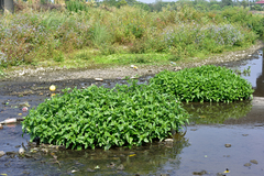 Gymnocoronis spilanthoides