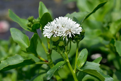 Gymnocoronis spilanthoides