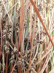 Carex tenuiculmis, photograph author not stated, no rights reserved