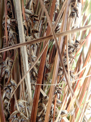 Carex tenuiculmis, photograph 1