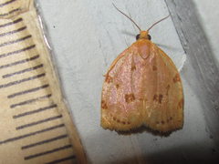 Archips rileyana