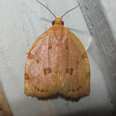 Archips rileyana
