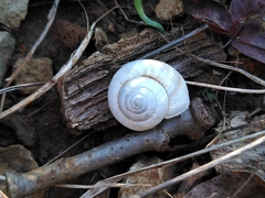 Xeropicta derbentina