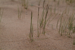 Festuca richardsonii
