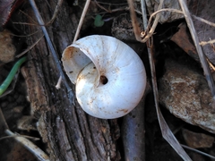 Xeropicta derbentina