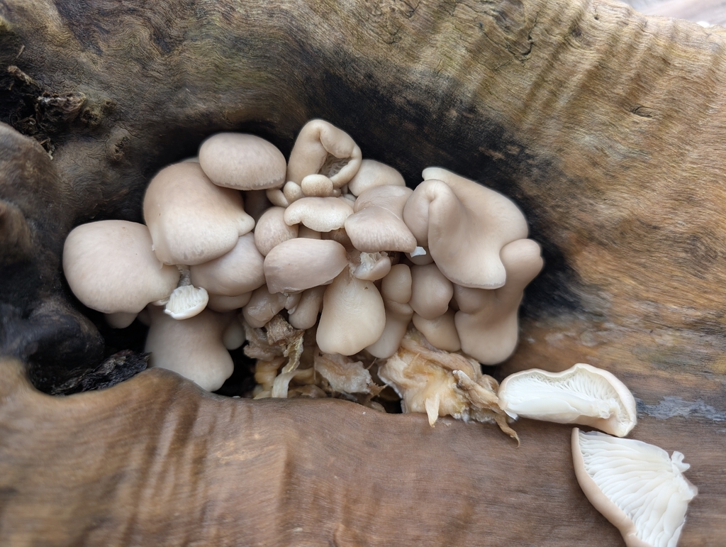 Pleurotus ostreatus · February 2026 · photo: © orobanchaceae_or_bust (iNaturalist, cc-by)