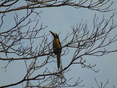 Pteroglossus inscriptus