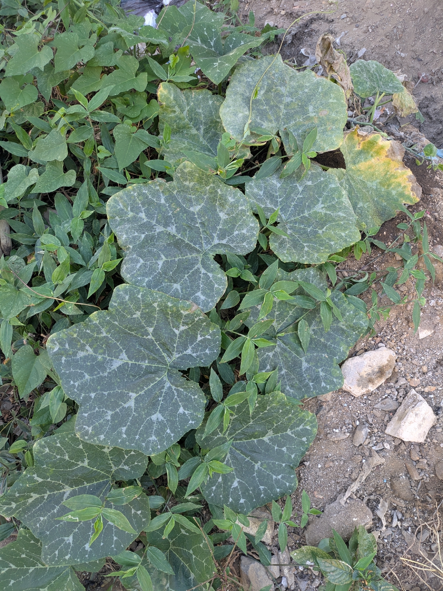 Squash (Cucurbita moschata)