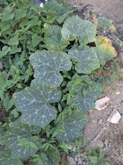 Courge Musquée (Cucurbita moschata)