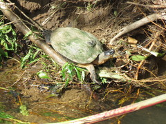 Rhinoclemmys funerea