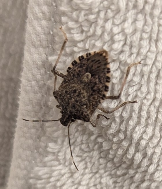 Brown Marmorated Stink Bug from Wallace Dr at Marchant Rd, Brentwood ...