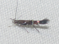 Cosmopterix pulchrimella