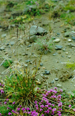 Festuca richardsonii