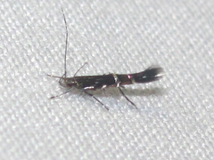 Cosmopterix pulchrimella