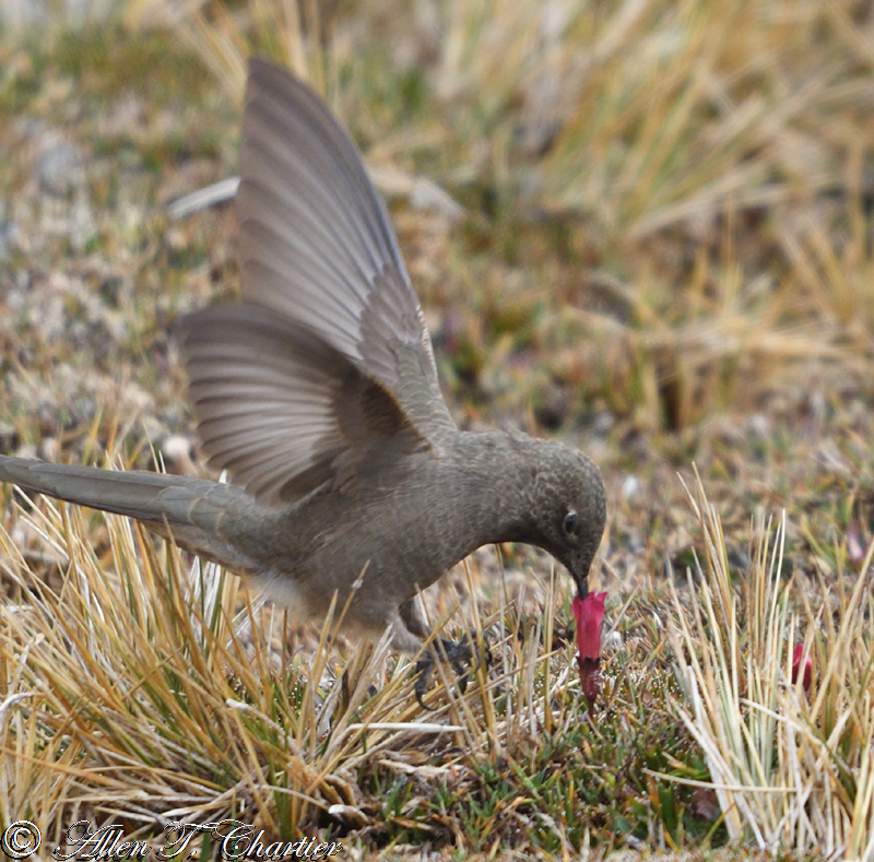 Olivaceous Thornbill (Chalcostigma olivaceum)