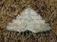 Digrammia pallidata