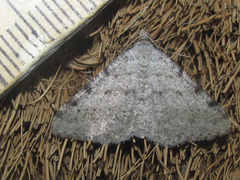 Digrammia pallidata