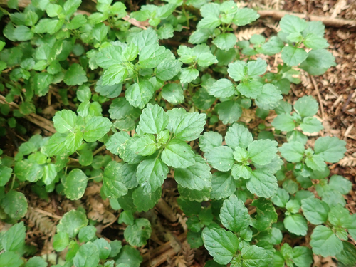 Shade nettle (Australina pusilla)