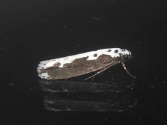 Ethmia semilugens