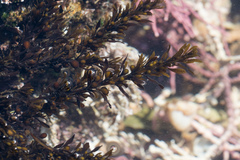 Sargassum muticum