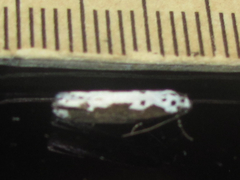 Ethmia semilugens