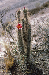 Austrocylindropuntia shaferi