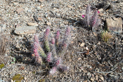 Austrocylindropuntia shaferi