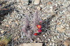 Austrocylindropuntia shaferi
