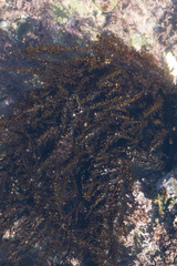 Sargassum muticum