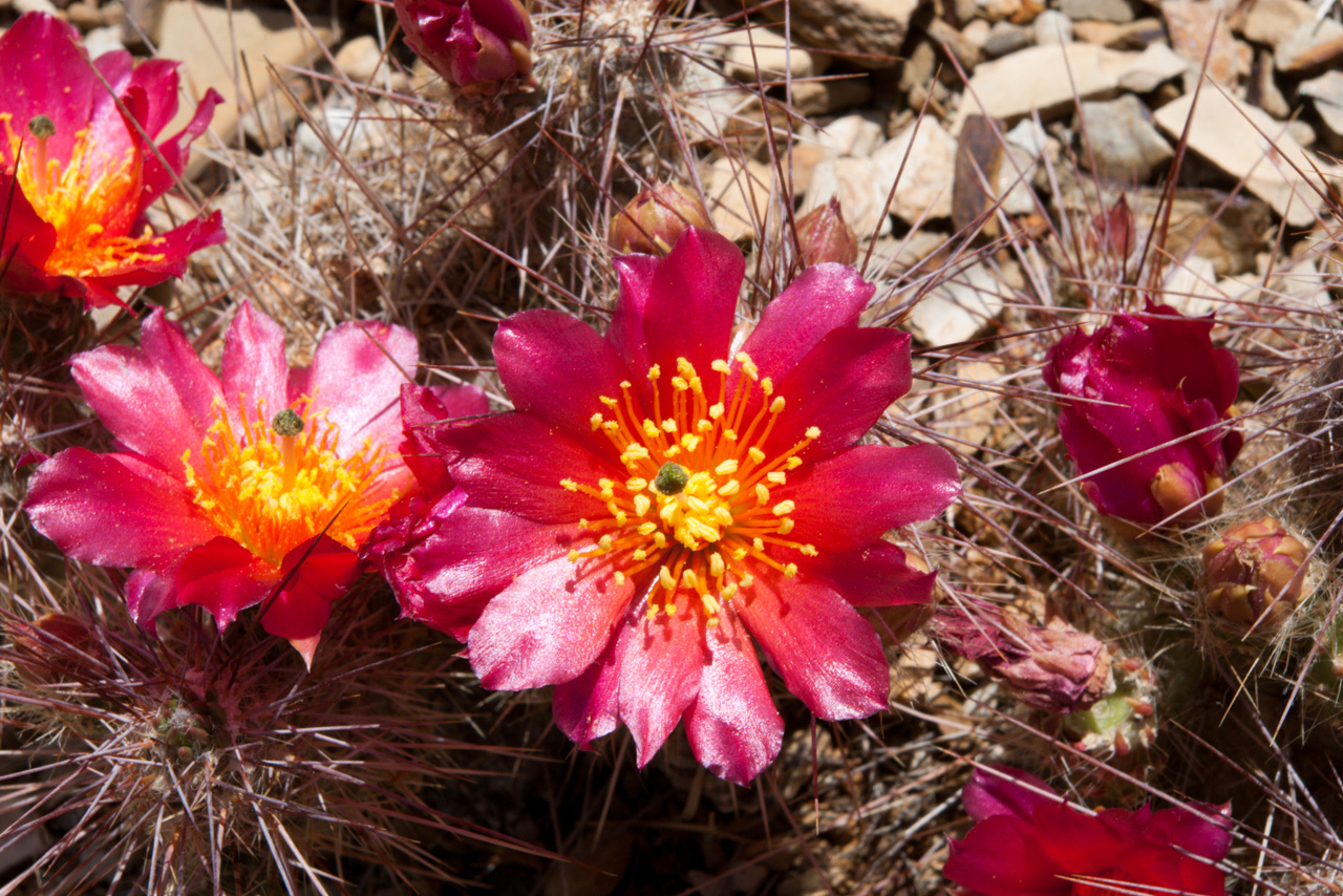 Austrocylindropuntia shaferi
