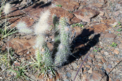 Austrocylindropuntia shaferi
