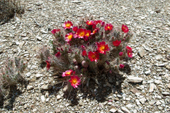 Austrocylindropuntia shaferi