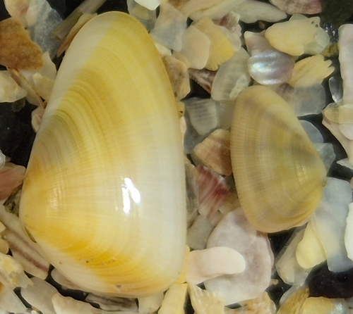 Donax simplex