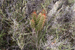 Austrocylindropuntia shaferi
