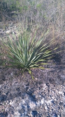 Dasylirion berlandieri