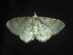 Hammaptera parinotata