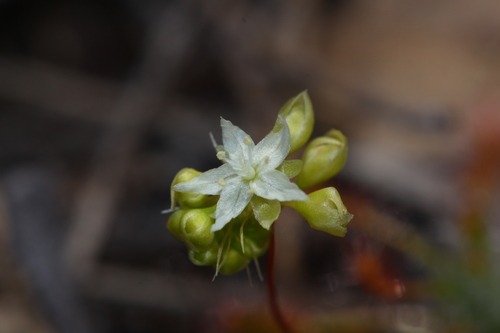 Drosera stelliflora Lowrie & Carlquist