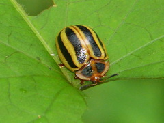 Chelymorpha militaris