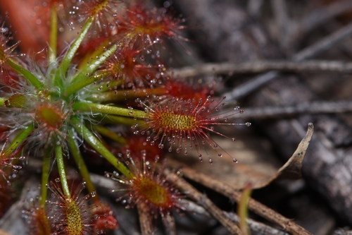 Drosera stelliflora Lowrie & Carlquist 2
